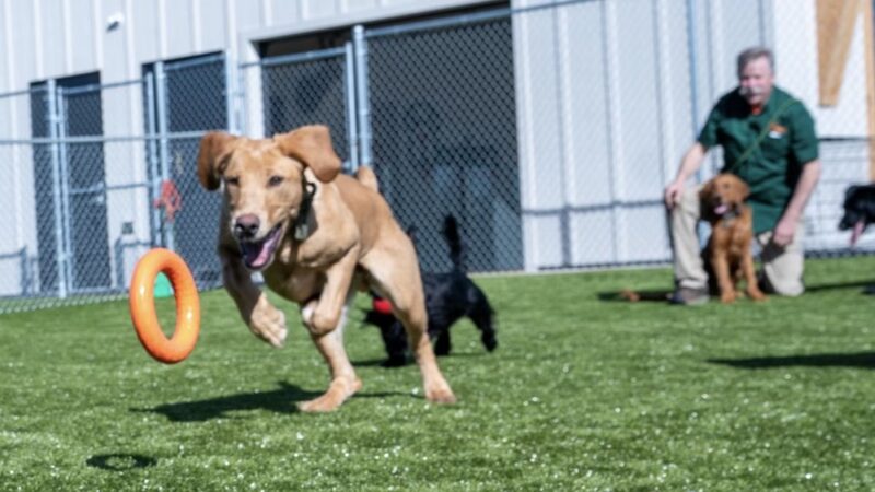 Woofers Pet Resort - Rapid City (Black Hawk) - Black Hawk, SD