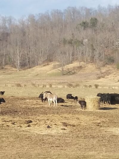 Blaine Park - Blaine, KY