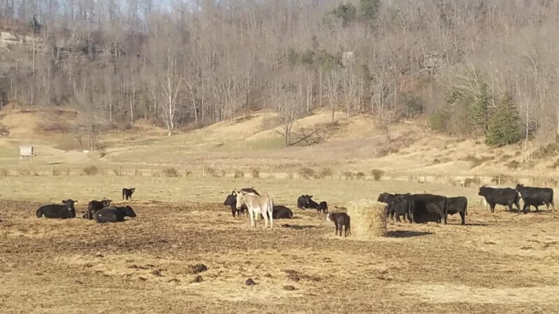 Blaine Park - Blaine, KY
