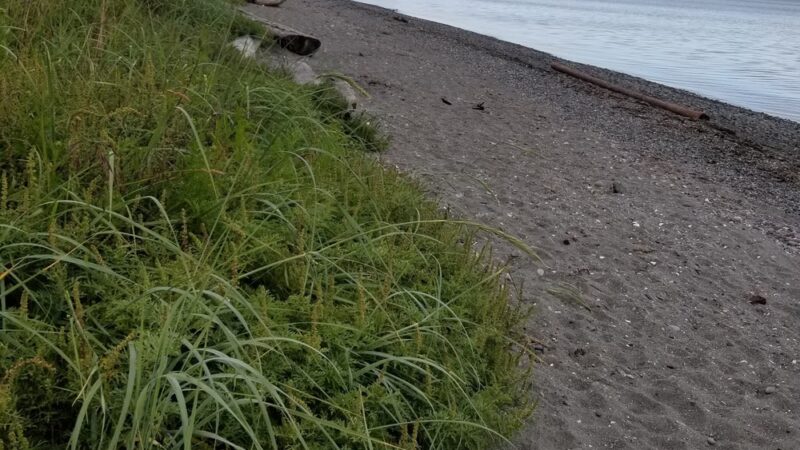 Birchbay State Park - Blaine, WA