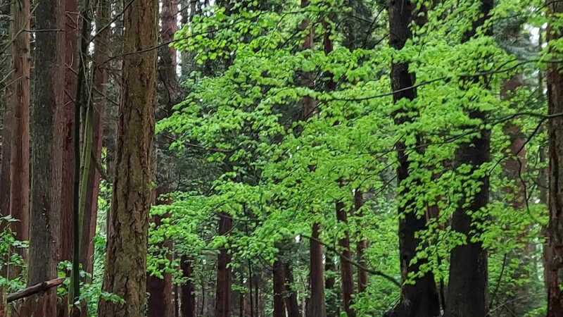 Lincoln Park - Blaine, WA