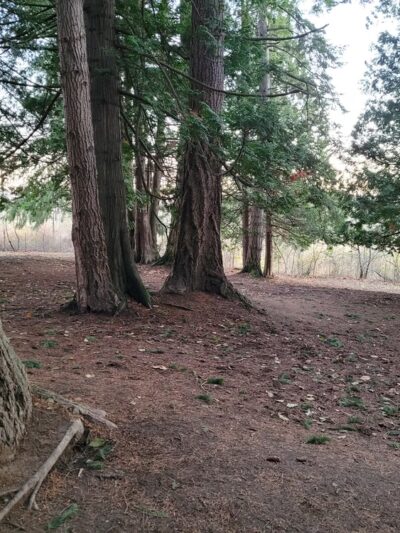 Skallman Dog Park - Blaine, WA