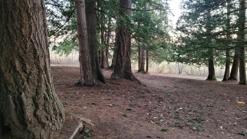 Skallman Dog Park - Blaine, WA