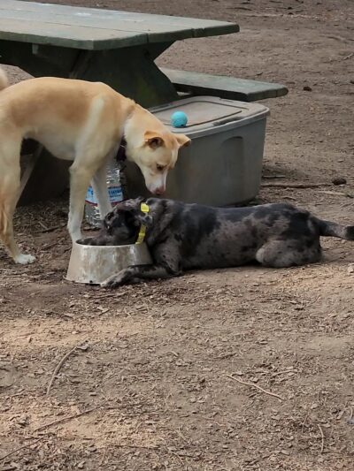 Skallman Dog Park - Blaine, WA