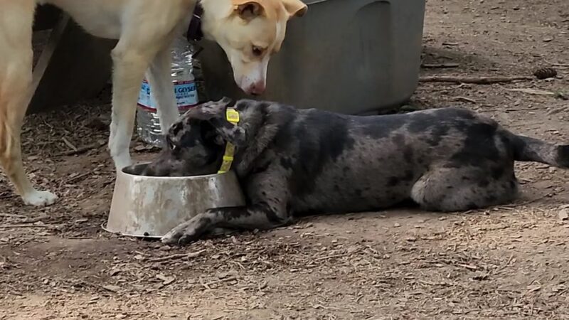 Skallman Dog Park - Blaine, WA