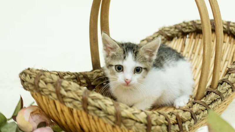 Jeanette Hunt (Blair) Animal Shelter - Blair, NE