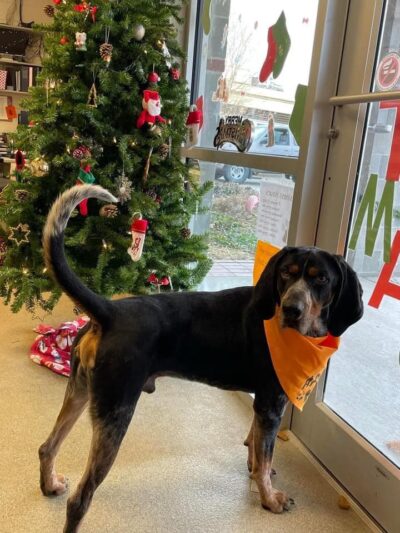 Jeanette Hunt (Blair) Animal Shelter - Blair, NE
