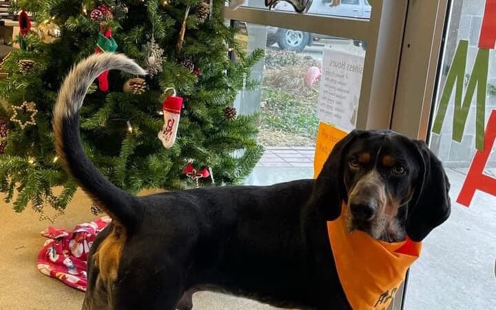 Jeanette Hunt (Blair) Animal Shelter - Blair, NE