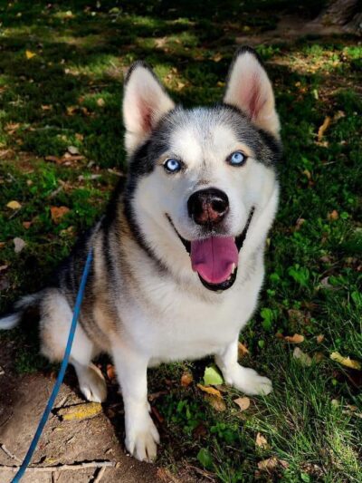 Jeanette Hunt (Blair) Animal Shelter - Blair, NE