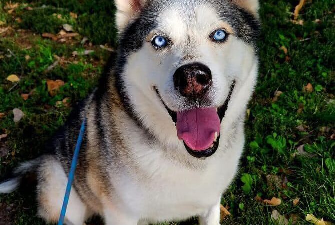 Jeanette Hunt (Blair) Animal Shelter - Blair, NE