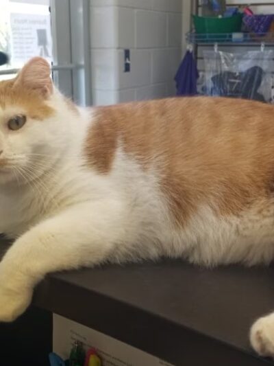 Jeanette Hunt (Blair) Animal Shelter - Blair, NE
