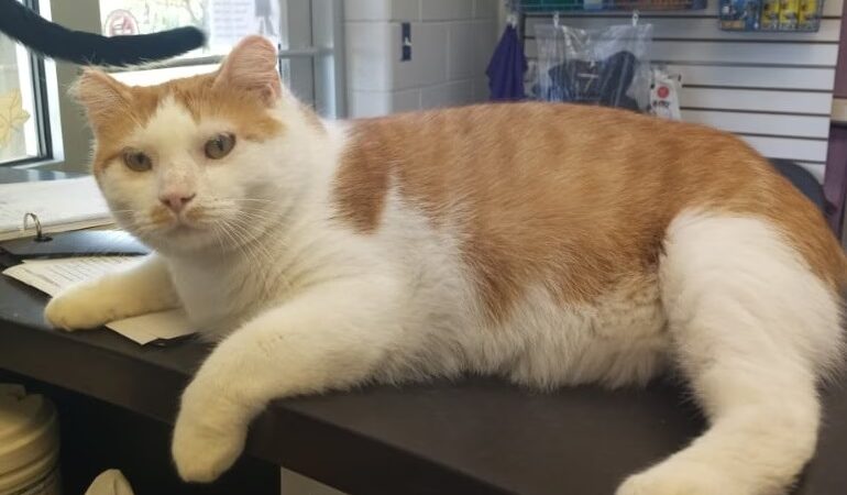 Jeanette Hunt (Blair) Animal Shelter - Blair, NE