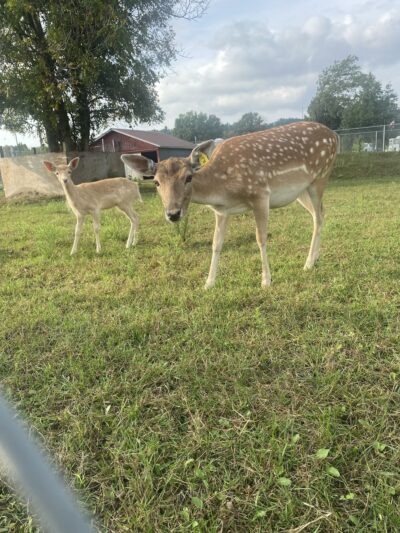 Blair Deer Park. - Blair, WI