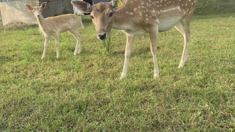 Blair Deer Park. - Blair, WI
