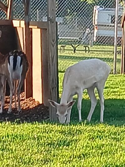Blair Deer Park. - Blair, WI