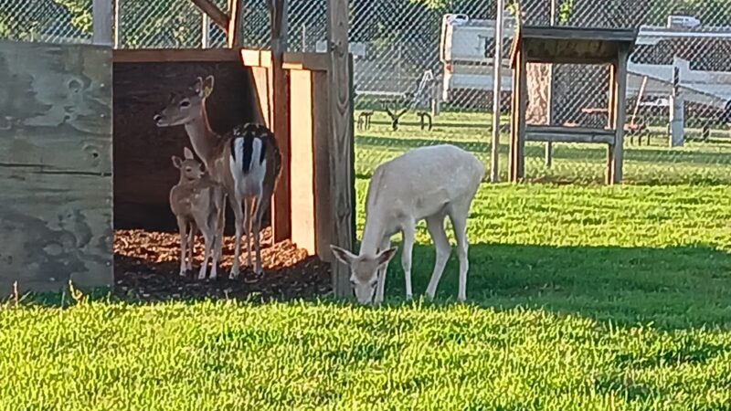Blair Deer Park. - Blair, WI