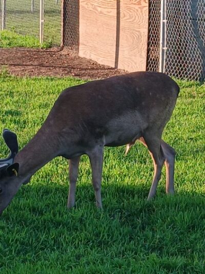 Blair Deer Park. - Blair, WI