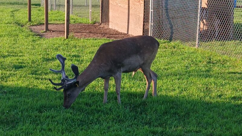 Blair Deer Park. - Blair, WI