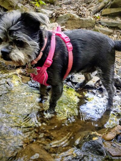 Pine Ridge Park - Blairsville, PA