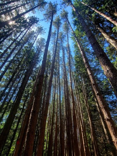 Austin T. Blakeslee Natural Area - Blakeslee, PA