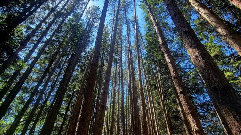 Austin T. Blakeslee Natural Area - Blakeslee, PA
