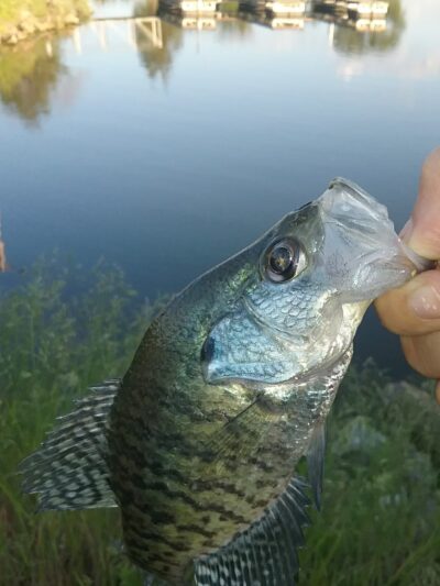 Lake Fisher Park - Bloomfield, IA