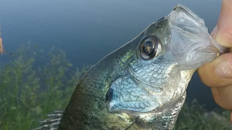 Lake Fisher Park - Bloomfield, IA