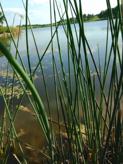 Lake Fisher Park - Bloomfield, IA