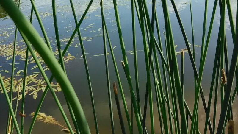 Lake Fisher Park - Bloomfield, IA