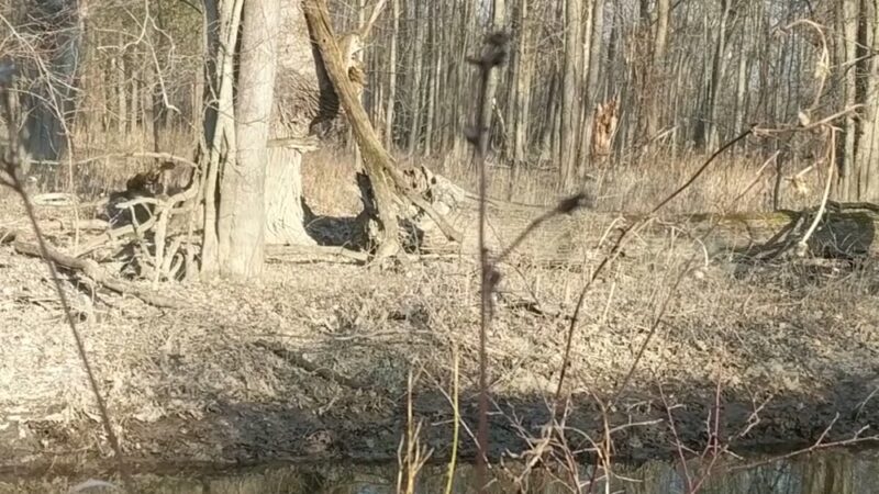 Honeoye Creek Wildlife Management Area - Bloomfield, NY