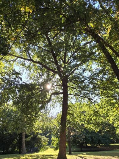Ewing Park I - Bloomington, IL