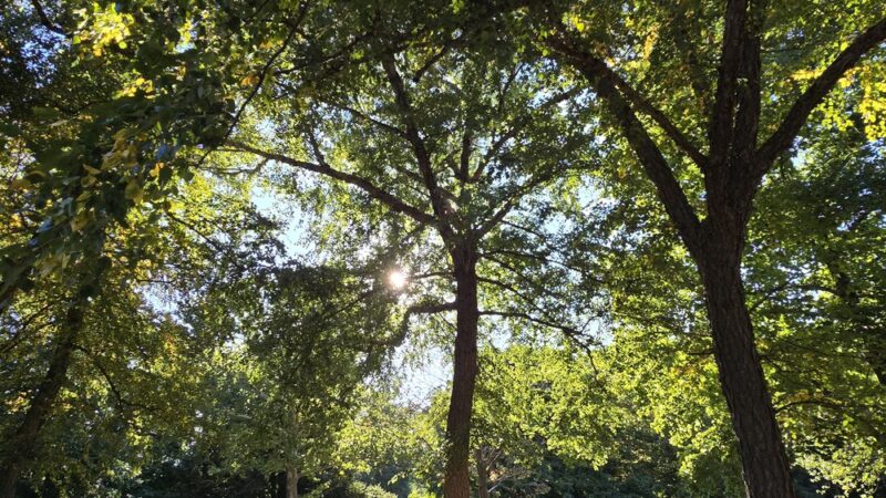 Ewing Park I - Bloomington, IL