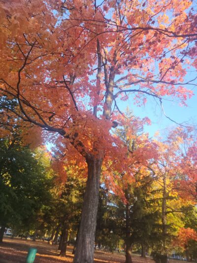 Franklin Park - Bloomington, IL