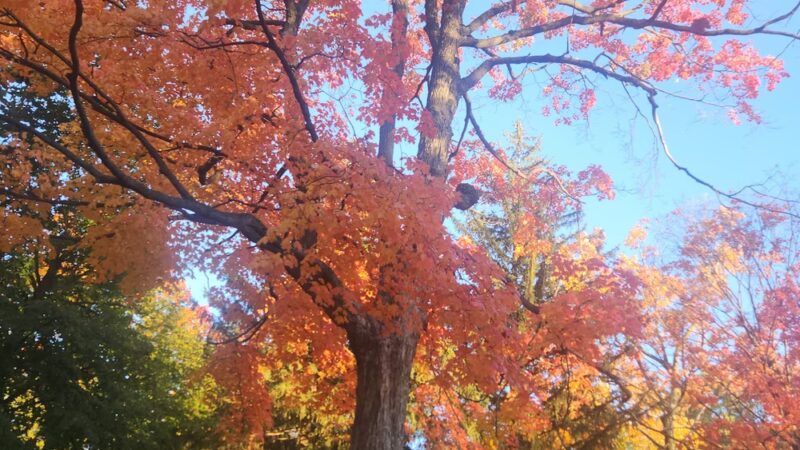 Franklin Park - Bloomington, IL
