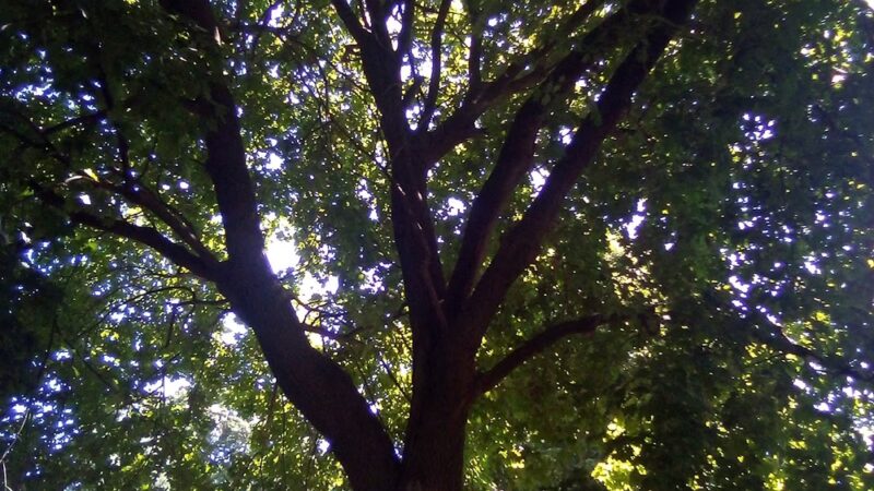 Friendship Park - Bloomington, IL