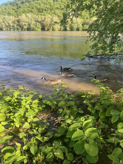 Dockside Campground - Bloomsburg, PA