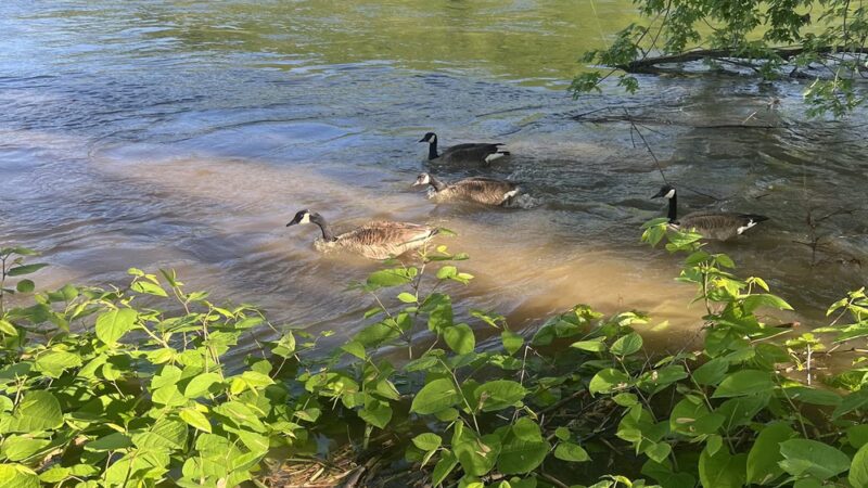 Dockside Campground - Bloomsburg, PA