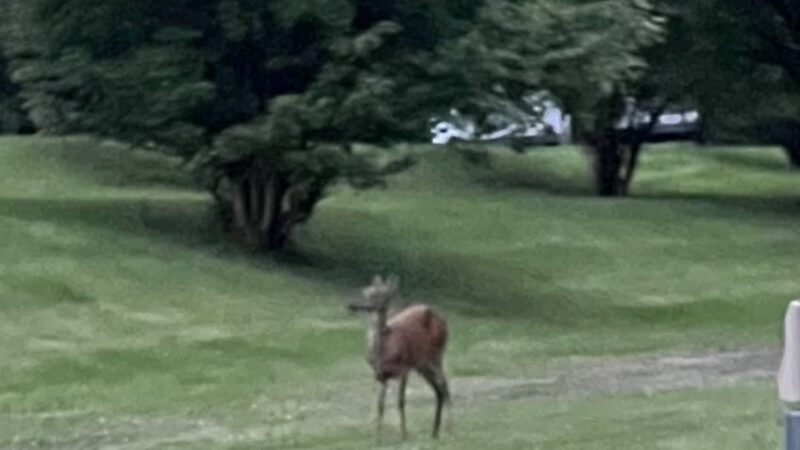 Dockside Campground - Bloomsburg, PA