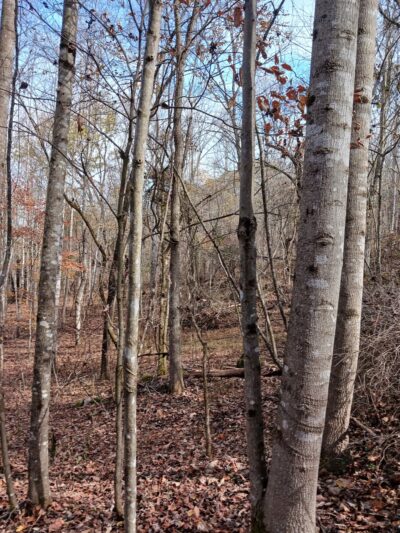 Falls Creek Loop Parking, Warrior’s Path State Park - Blountville, TN