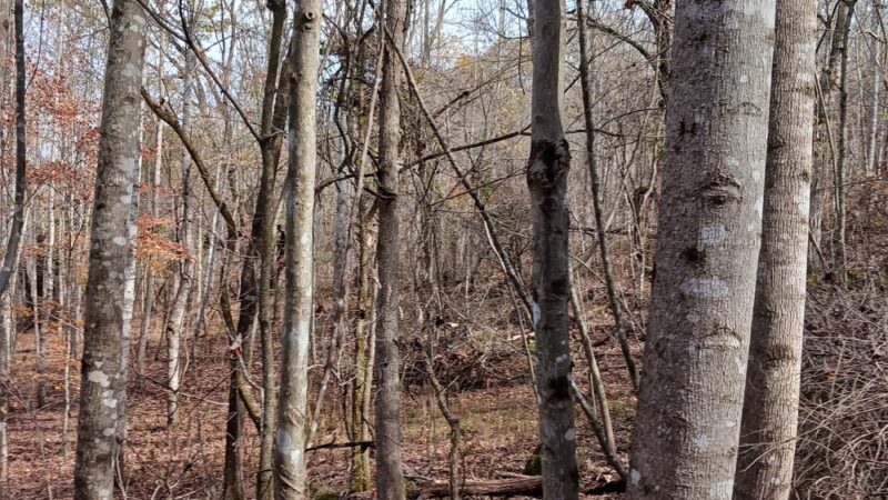Falls Creek Loop Parking, Warrior’s Path State Park - Blountville, TN