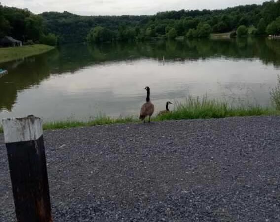 Falls Creek Loop Parking, Warrior’s Path State Park - Blountville, TN