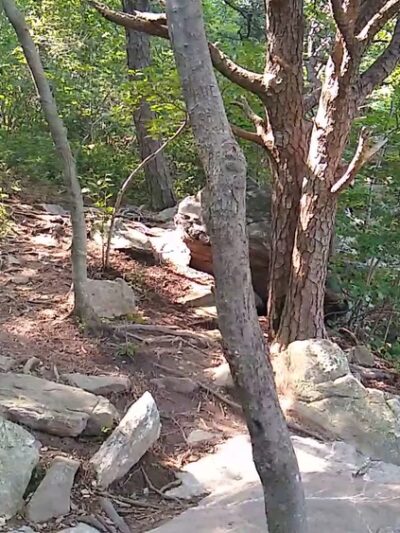 Bears Den - Bluemont, VA