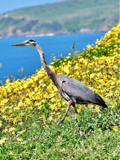 Birdwalk Coastal Access Trail - Bodega Bay, CA