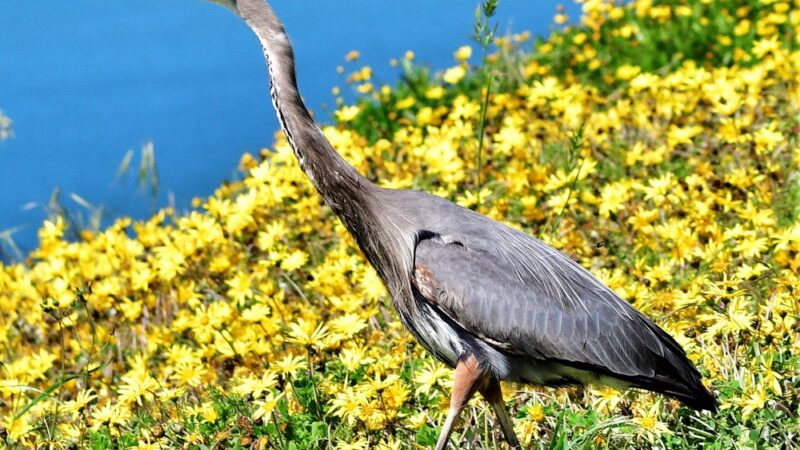 Birdwalk Coastal Access Trail - Bodega Bay, CA
