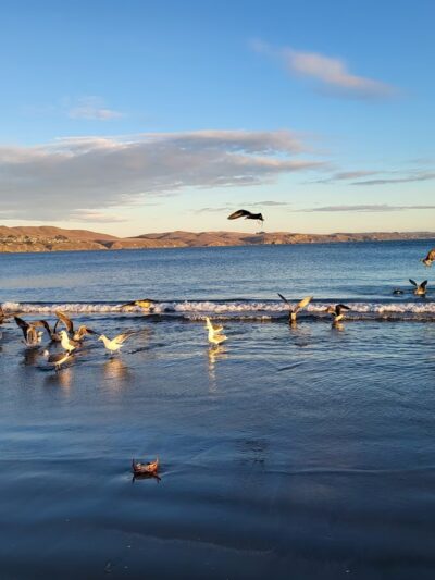 Doran Beach - Bodega Bay, CA