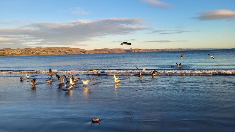 Doran Beach - Bodega Bay, CA