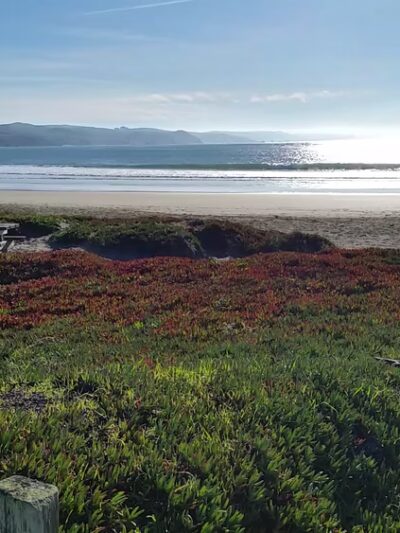 The Dog House - Bodega Bay, CA
