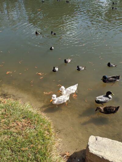 River Road Park - Boerne, TX