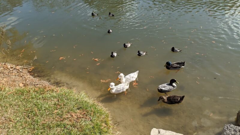 River Road Park - Boerne, TX