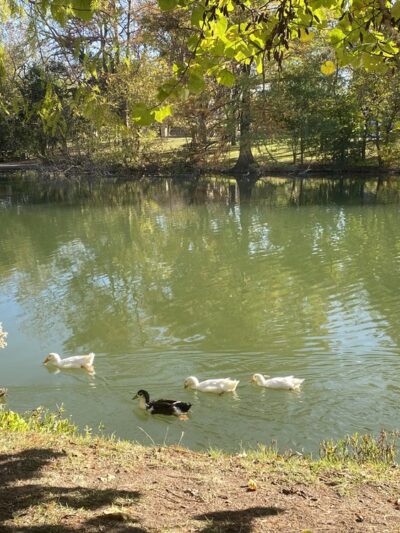 River Road Park - Boerne, TX